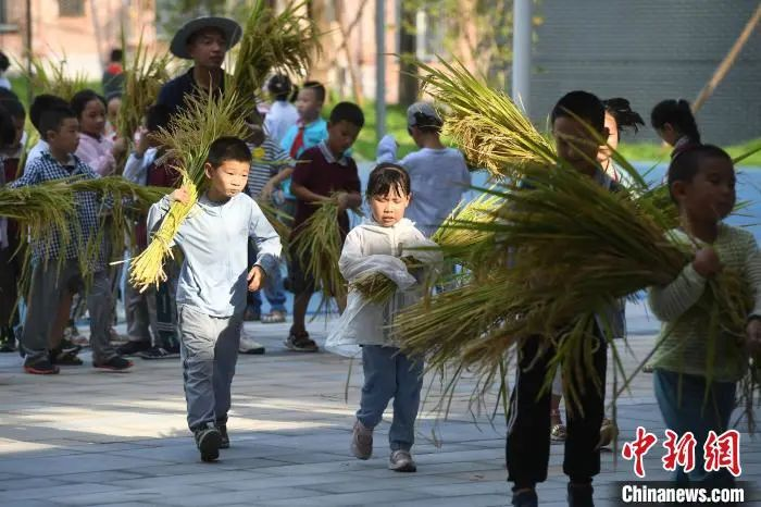 資料圖：小學生們體驗收割水稻。陳超 攝